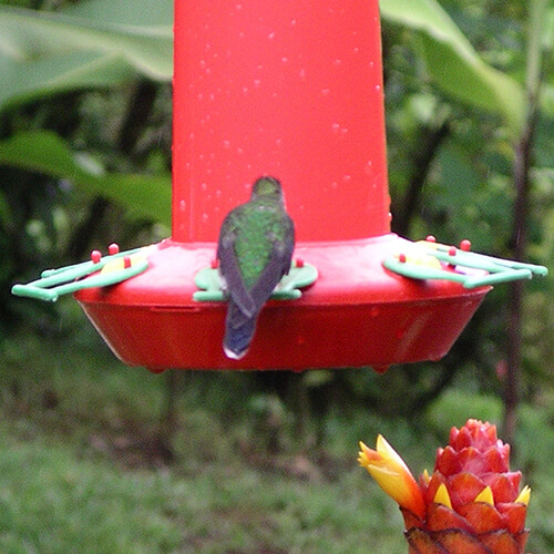 Hummingbird gardens
