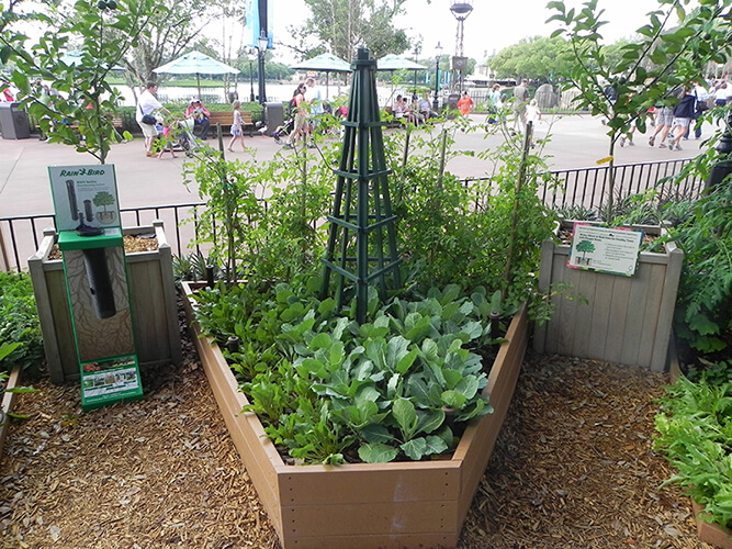 Vegetable gardening with raised beds