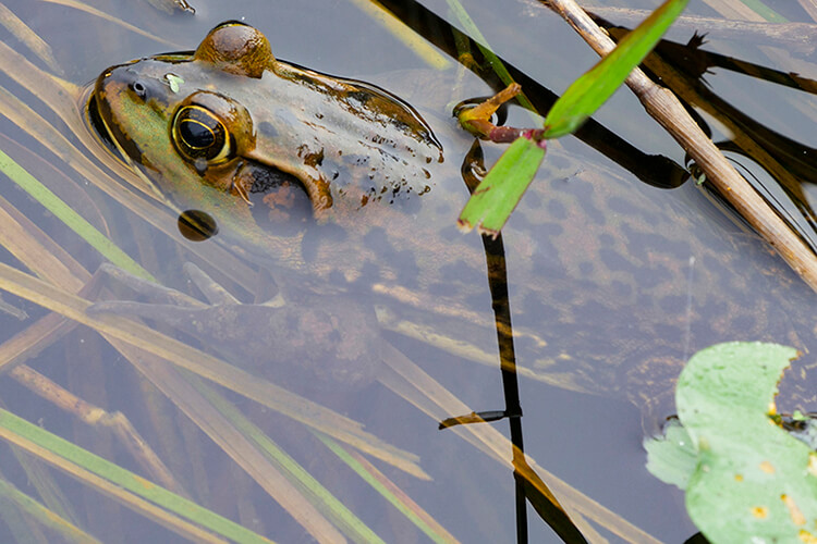 Florida frogs