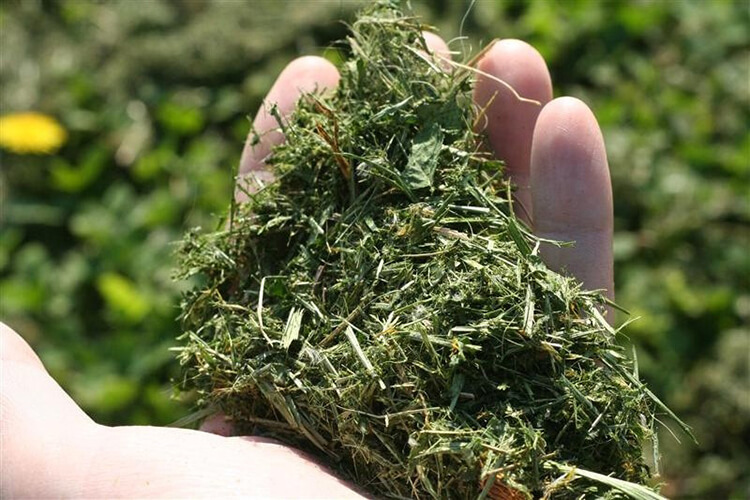 Using Your Grass Clippings