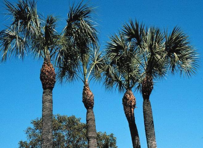 Palm tree pruning