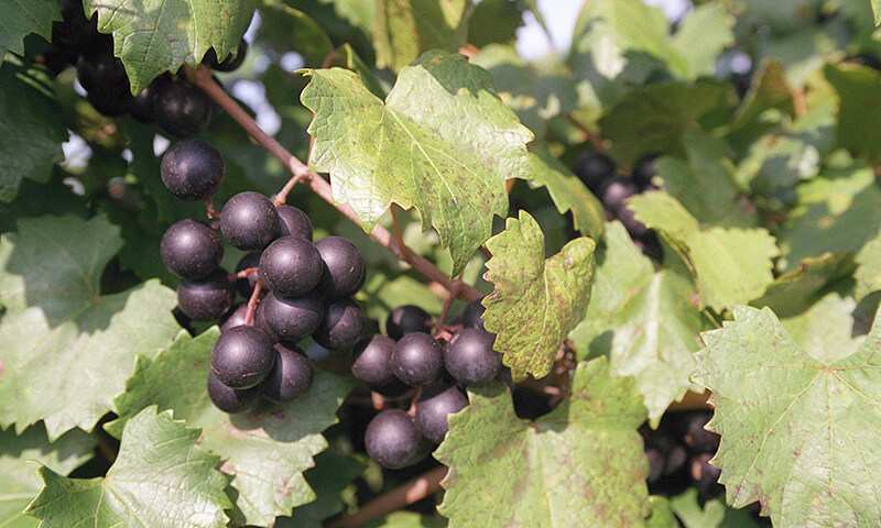 Muscadine grapes