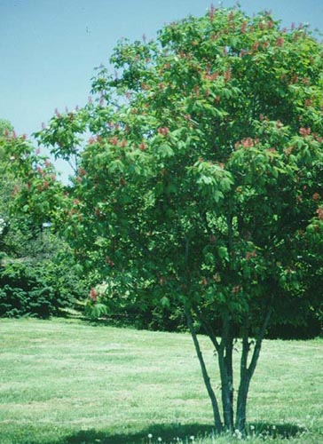 Red Buckeye Tree