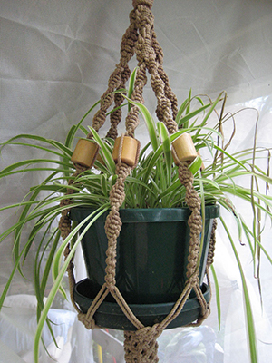 Caring for Houseplants While Away