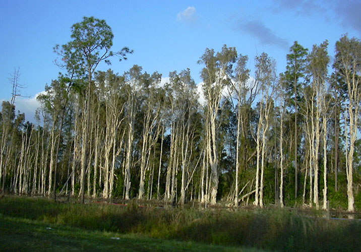 Melaleuca Trees