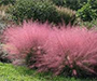 Clumps of knee-high, pink grass