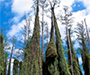 Invasive vines climb to the top of tall pine trees.