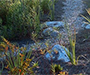 Water-loving plants in a stormwater pond.