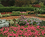 A low, colorful garden bed. All plants are roughly the same size and the shape of the garden is curved.