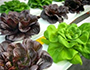 Two varieties of round, bunchy lettuce growing out of a plastice sheet.