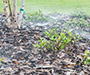 A mulched bed of scrubs being watered with spray irrigation.