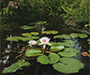 Bright lotus flower and water lilys in a dark pond.