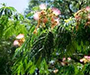 Leaves and flowers of an invasive mimosa tree.