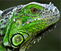 Close up of an iguana's head.