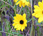 Blackeye Susans growing wild